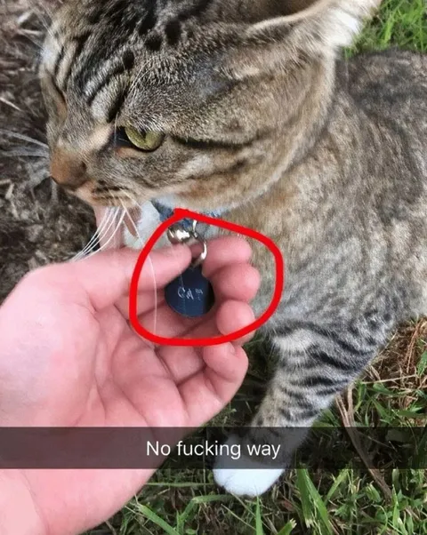 Cat Finds Its Own Tag