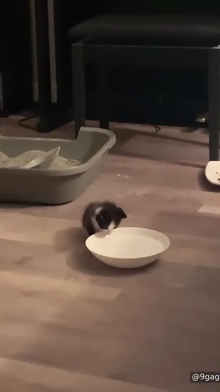Котёнок охраняет миску