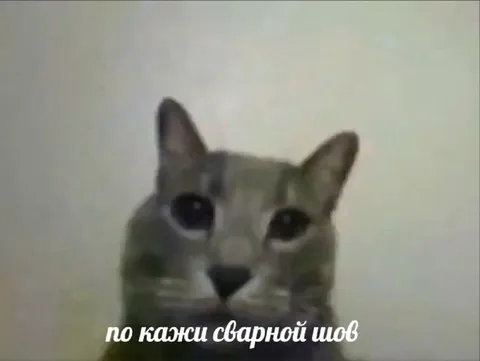 Кот показывает сварной шов