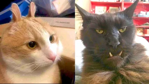 Милый кот и злой кот