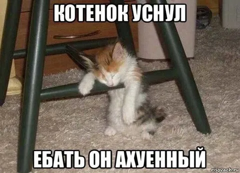 Котенок уснул под стулом