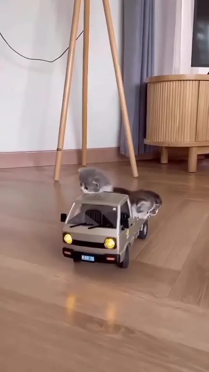 Котята катаются на грузовичке