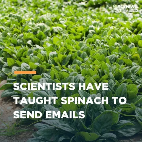Scientists Teach Spinach Emails