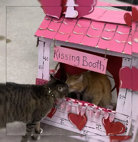 Cats at the Kissing Booth