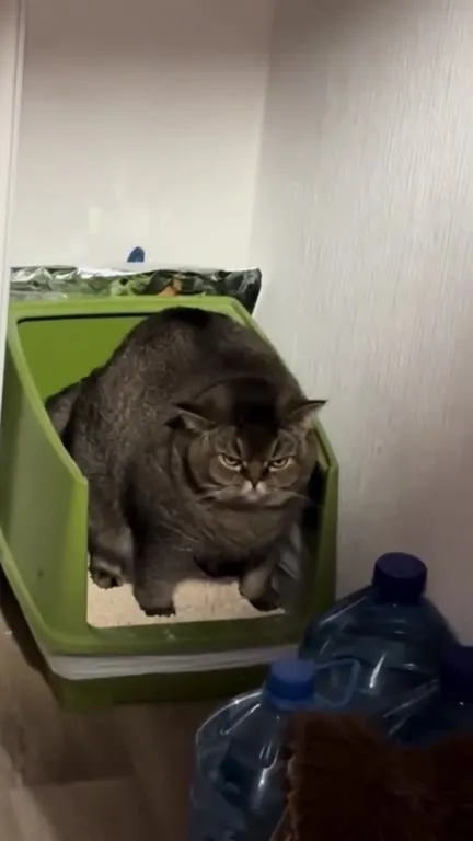 Суровый кот в лотке