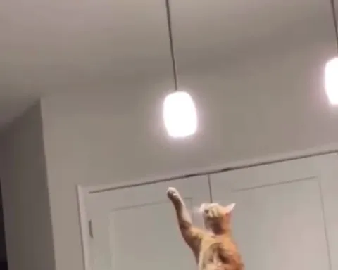 Кот танцует под музыку