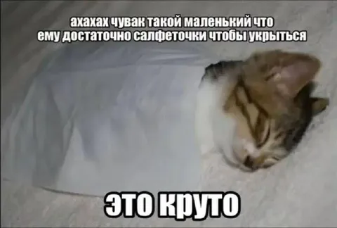 Котёнок укрылся салфеточкой