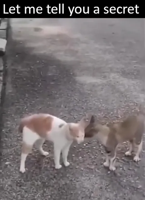 Cats Sharing a Secret