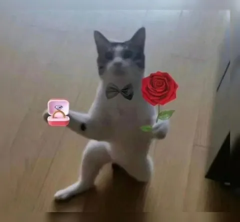 Кот делает предложение