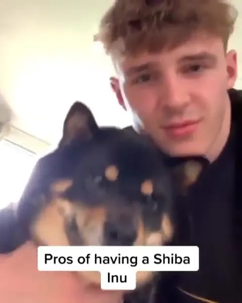 Pros of Having a Shiba Inu
