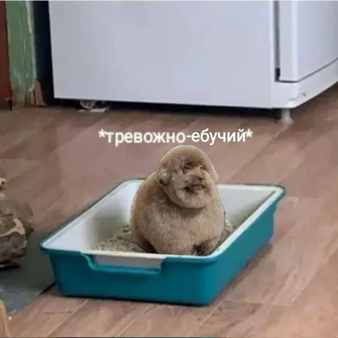 Тревожно-ебучий пёс в лотке