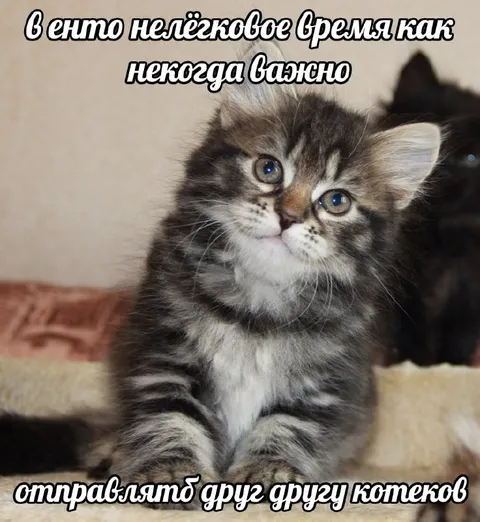 Котёнок в нелёгкое время