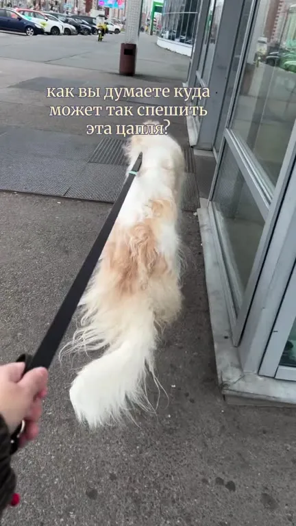 Куда так спешит эта цапля