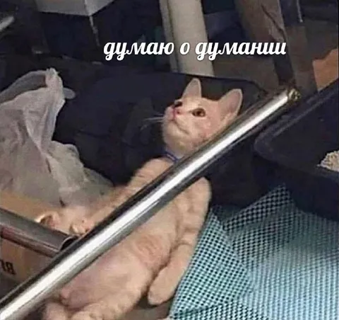 Кот думает о думаниши