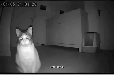 Кот приближается к камере ночью