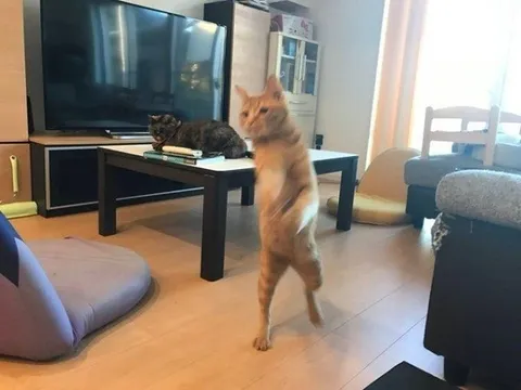 Кот стоит на задних лапах