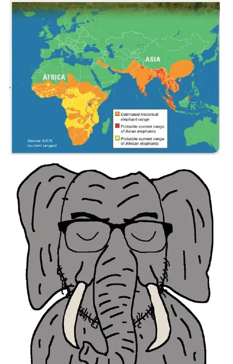 Elephant Studies the Map