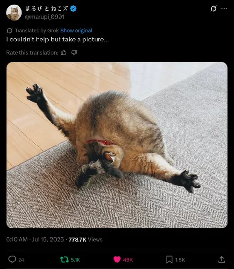 Cat Takes an Unavoidable Picture