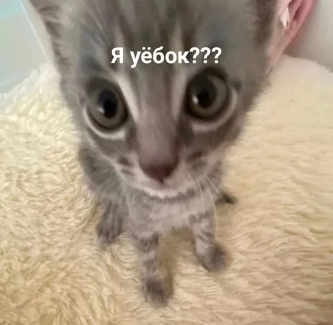 Котёнок в шоке
