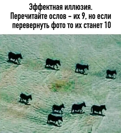 Девять или десять коров