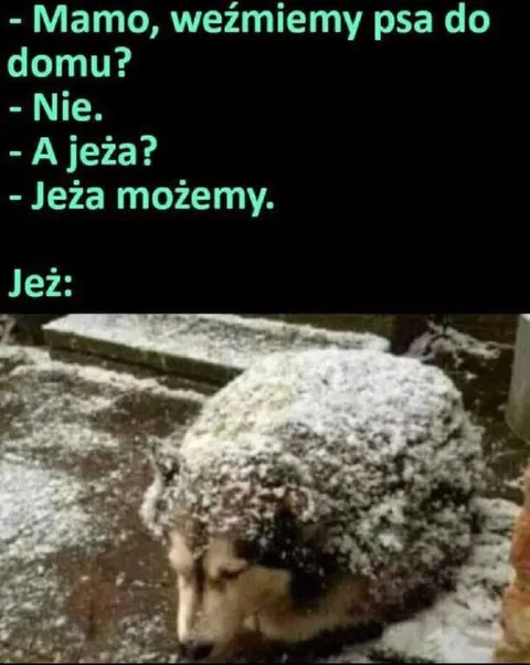 Jeż może wejść do domu