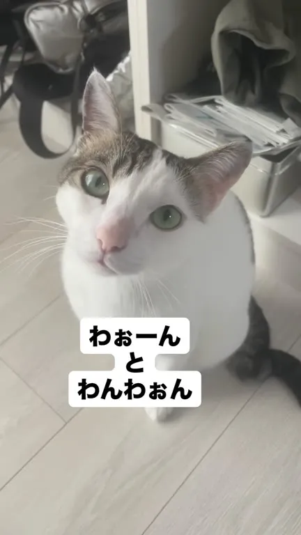 猫なのに犬の鳴き声