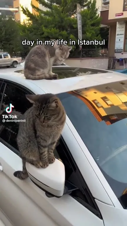 A Day in Istanbul With Cats