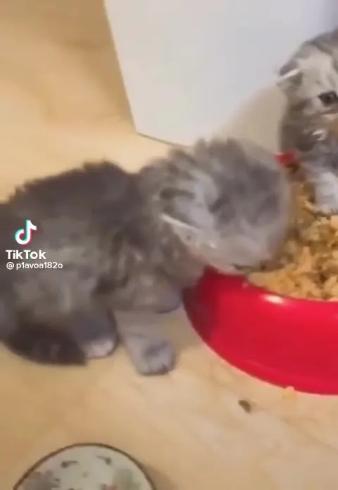 Котёнок сидит в миске