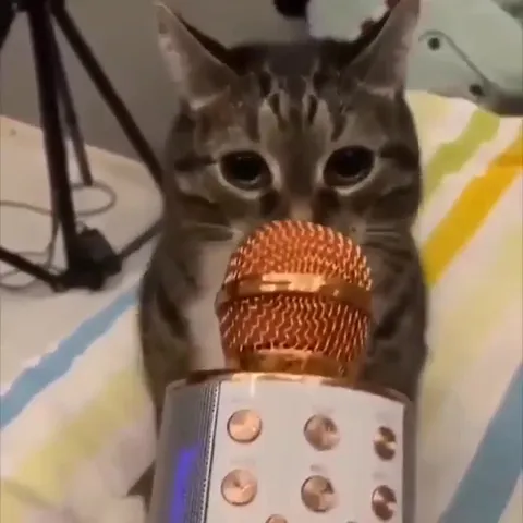 Кот поёт в микрофон