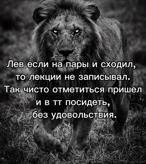 Лев пришёл отметиться на парах