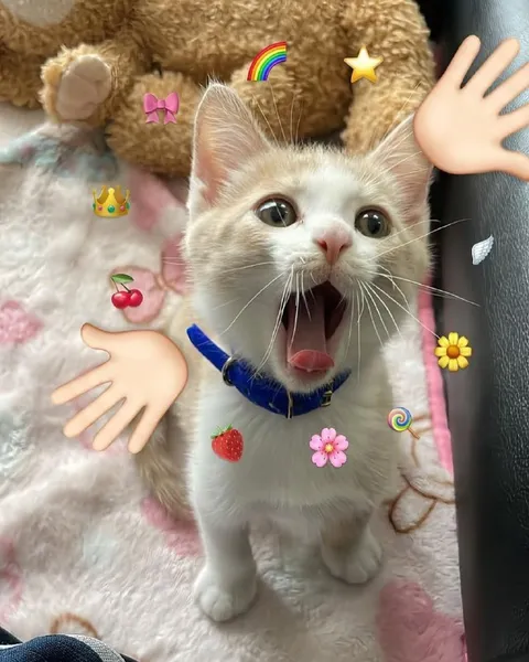 Кот в шоке с эмодзи