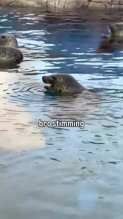 Bro Stimming Seals