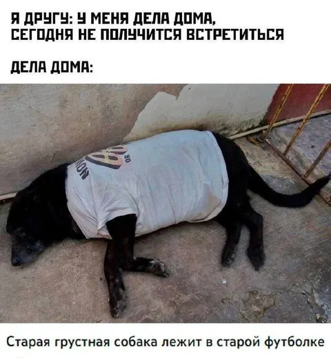 Дела дома — старая собака