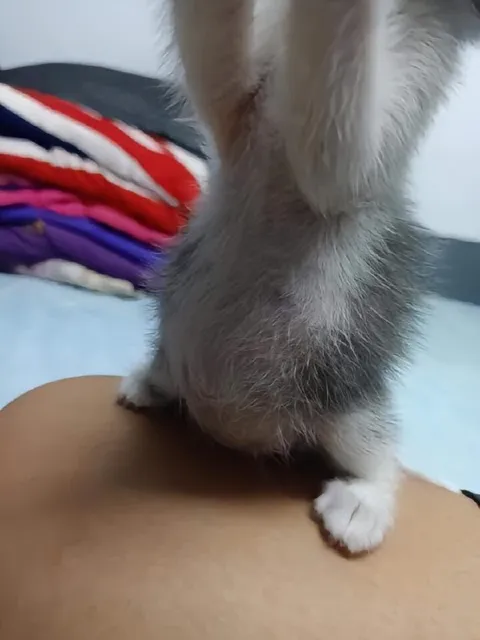 Котёнок на плече