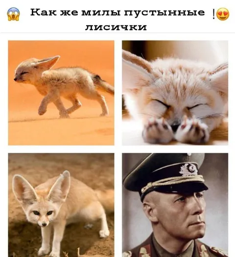 Милые пустынные лисички
