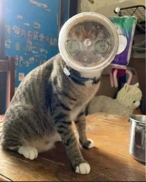 Кот в миске на голове