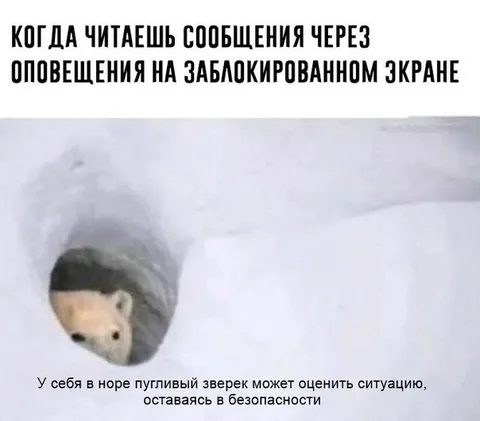 Пугливый зверёк читает уведомления