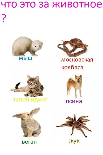 Что это за животное?