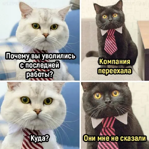 Коты на собеседовании