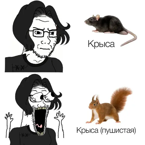 Крыса и пушистая крыса