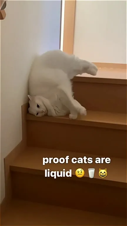 Proof Cats Are Liquid