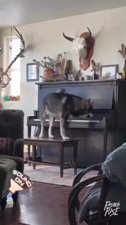 Dog Plays Piano and Howls