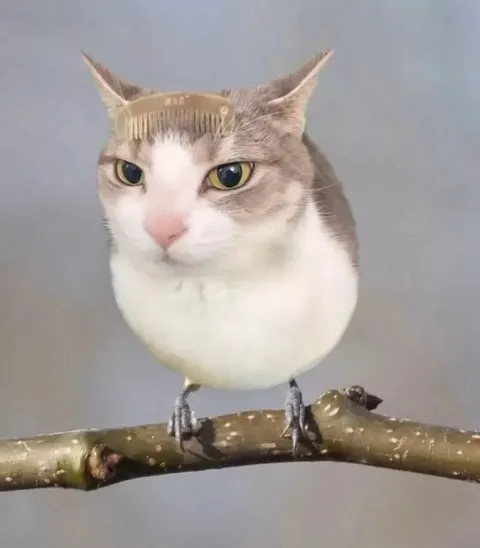 Кот притворяется птицей