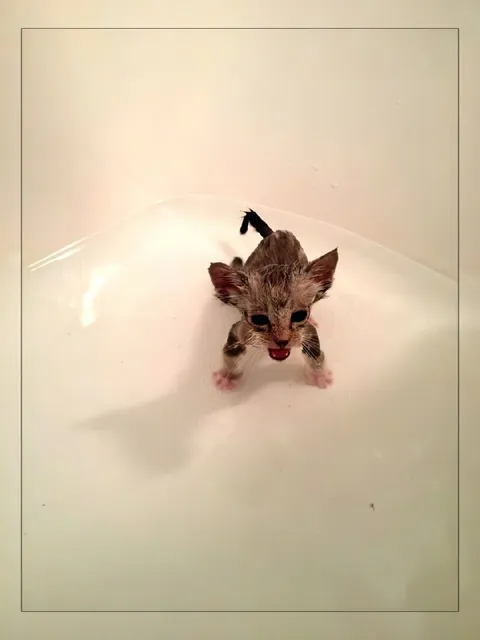 Мокрый злой котёнок