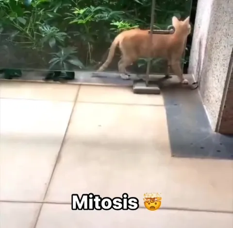 Mitosis Cat Reaction