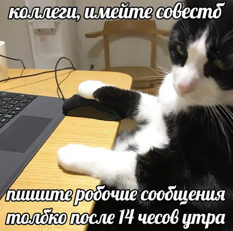Кот просит не писать утром