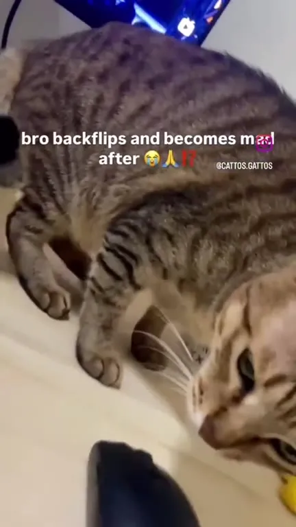 Cat Gets Mad After Backflipping