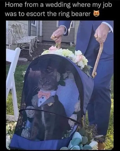 Cat Ring Bearer at Wedding