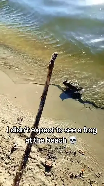 Unexpected Frog at the Beach