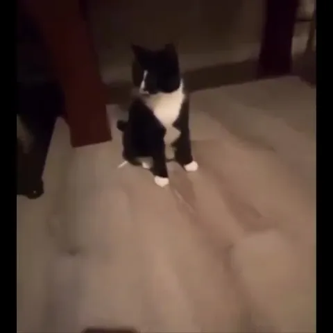 Кот под драматичную музыку